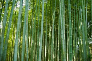 Vulnerability, Vulnerability as a Leader, Bamboo Leadership, Vulnerability in Teams on theprofitrecipe.com